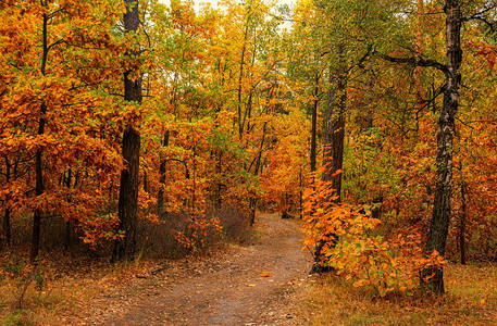 秋天森林树中路途的暗处天气好秋背景图片