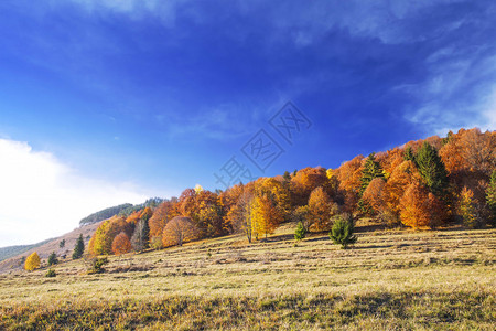 金光明媚的秋天森林和农村图片