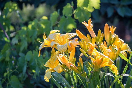 黄花菜几朵橙色花朵的特写图像图片