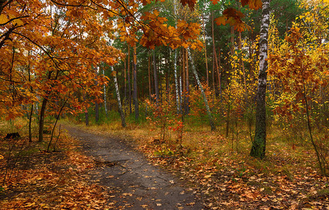 秋天旅行在树林里散步秋色图片
