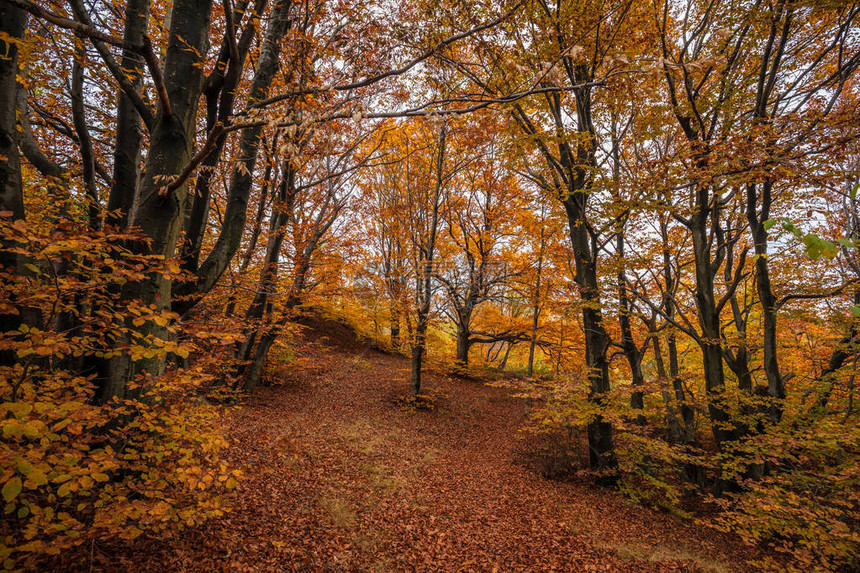 秋天的颜色与森林中的树木图片