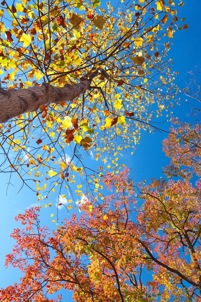 秋季大树黄红叶图片