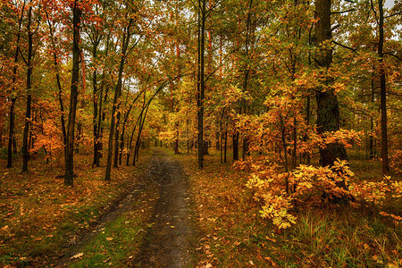 秋天散步在树林里散步秋色图片