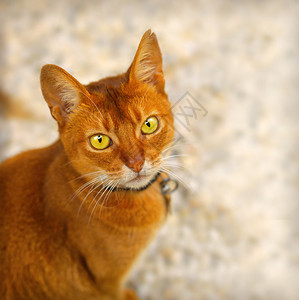 一只红猫的近距离肖像黄绿眼睛耳朵在中图片