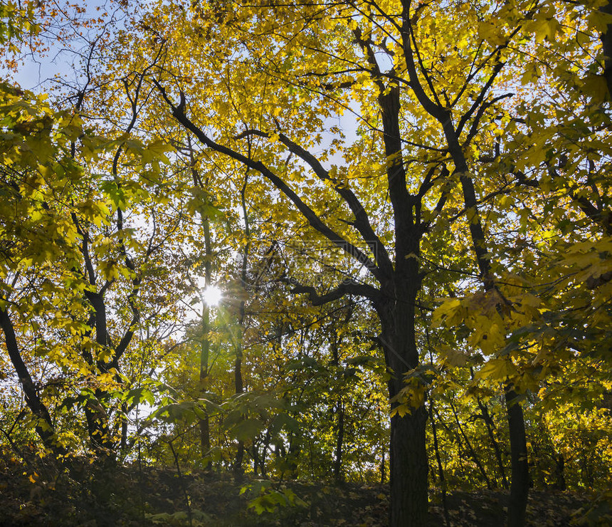 秋天在树林里一棵大树有黄色叶子和阳光穿图片