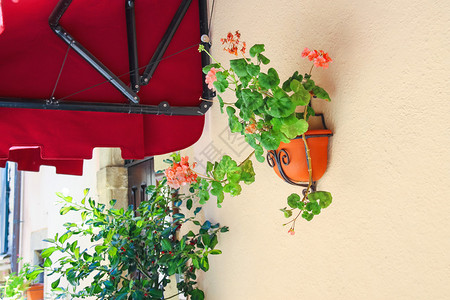 一盆鲜花装饰着房子的墙壁图片