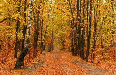 森林自然的步行秋天叶子开图片