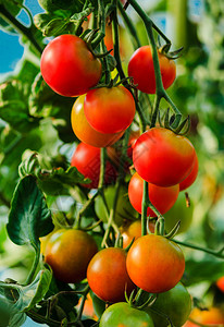 在温室里种植红色和黄色的西红柿图片