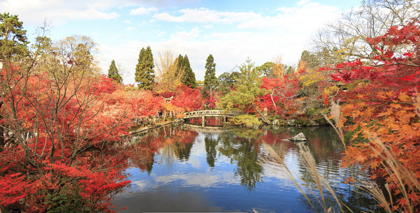 日本京都枫树秋季日本花园图片