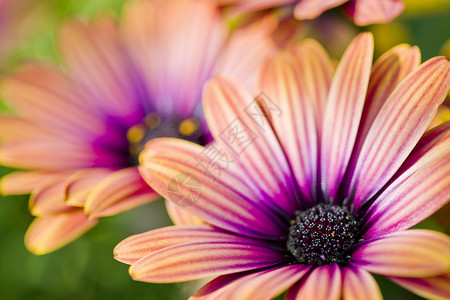 非常五颜六色的雏菊的特写照片图片