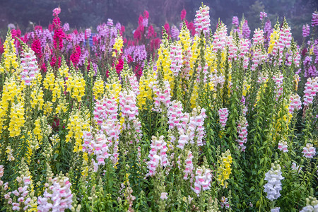 金鱼草龙花盛开在花园里背景图片