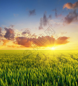 在明亮的日落期间的字段农业景观图片