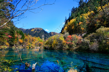 秋天在四川州吉扎伊河谷公图片