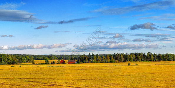 斯堪的纳维亚小麦地貌典型的红谷仓和图片