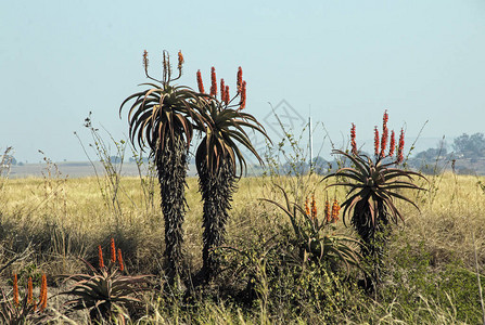 南非寒冬干燥地貌对抗蓝天的白图片
