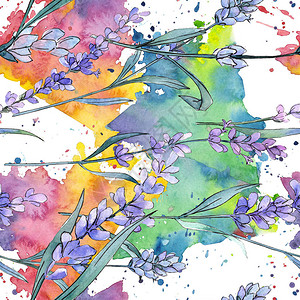 紫色薰衣草花卉植物花孤立的薰衣草插图水彩背景插图集无缝背景图案织物图片