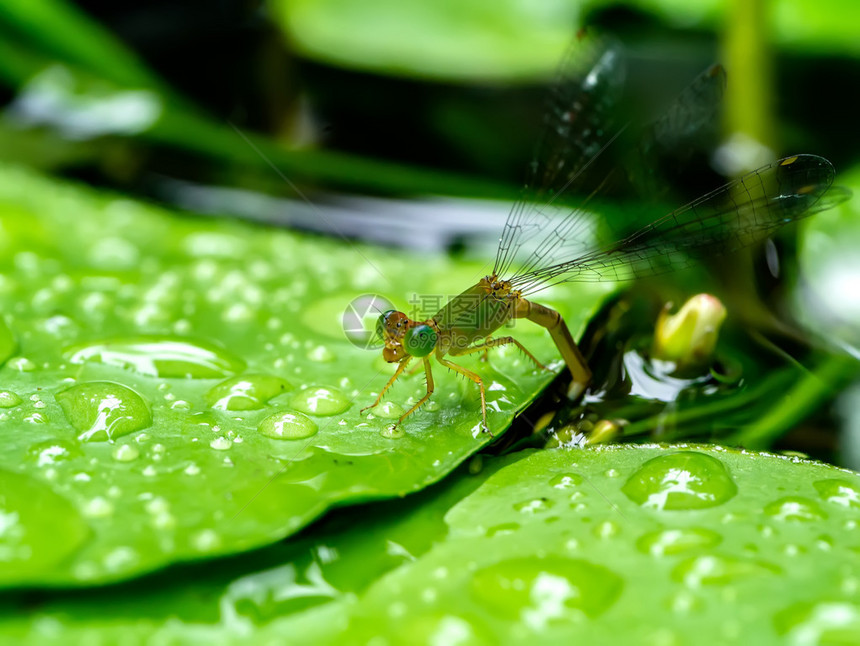 迷你蜻蜓在水中产卵图片