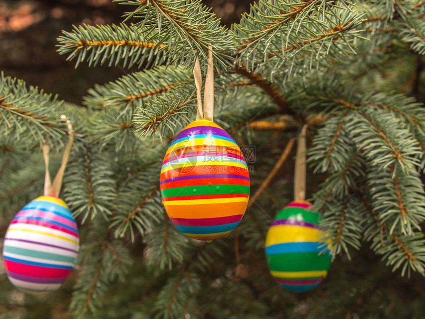 圣诞树上五颜六色的复活节彩蛋图片