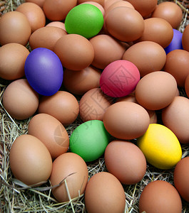 复活节鸡蛋和鸡蛋背景在带图片