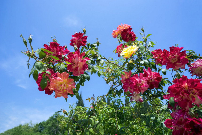 攀登级花园玫瑰波尔卡蝴蝶图片