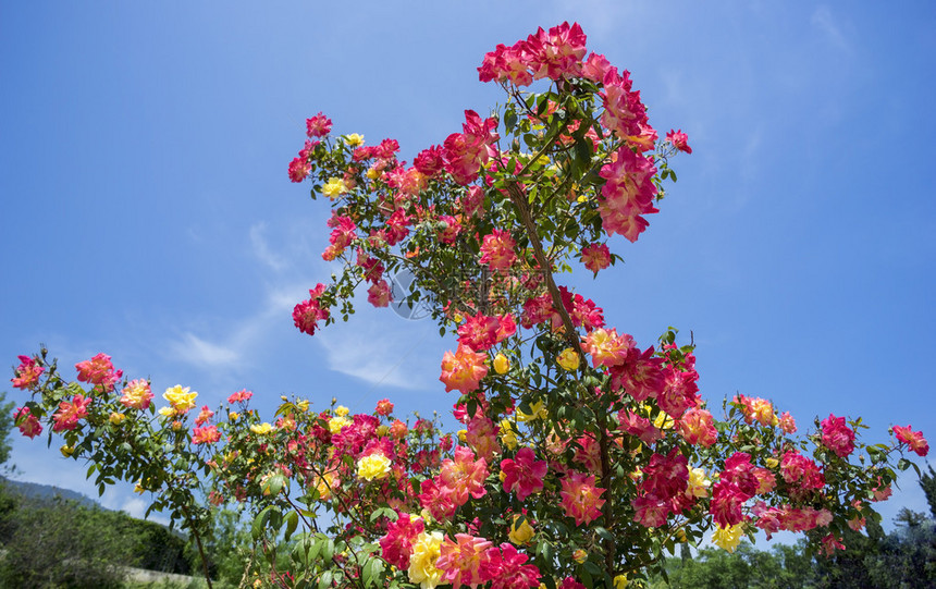 攀登级花园玫瑰波尔卡蝴蝶图片