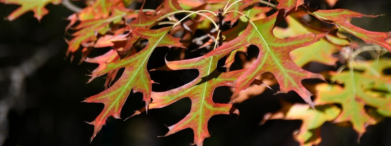 秋季彩色针橡树叶的特写图片