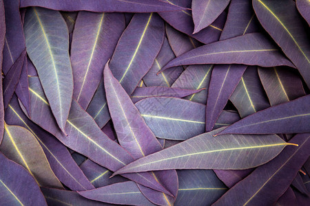 自然紫色桉树叶背景图片