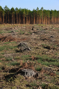 背景中的树桩和绿色森林的图片图片