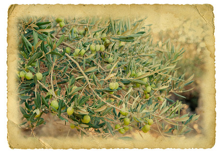 旧纸上的橄榄枝图片