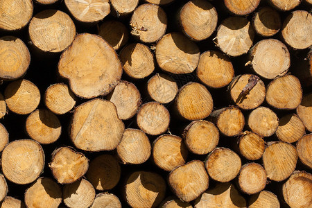 Forrest工业堆叠的木图片