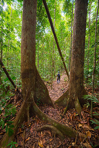 砂拉越州森林美丽高清图片