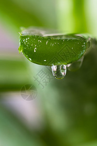 切片的藻类花生植物附近图片