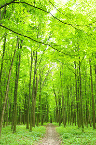 春天绿色森林中的树木图片