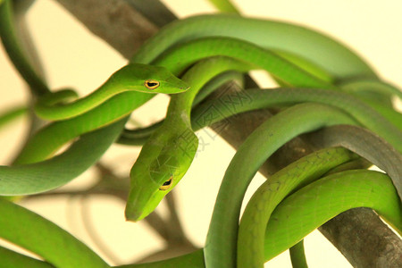 马来西亚的热带绿树蛇图片