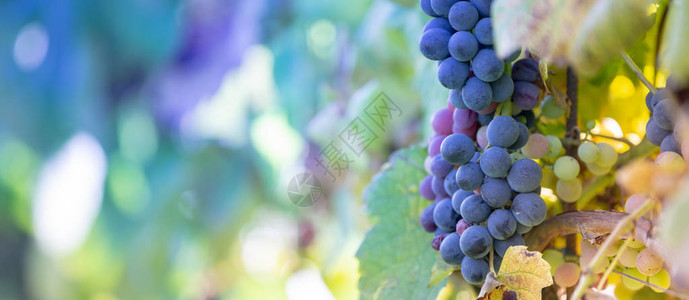 秋季新鲜甜葡萄背景图片