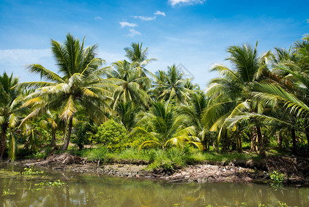 河边的椰子林泰国安帕瓦背景图片