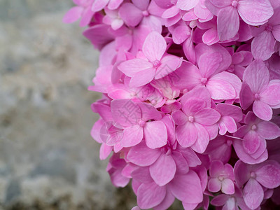 粉红色的Hydrengea花朵图片