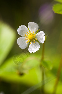 野草莓花在夏天关闭图片