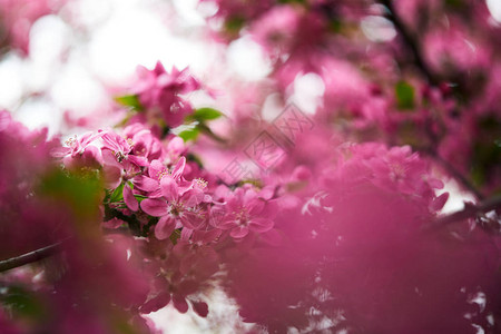 粉红樱桃花在树外露图片