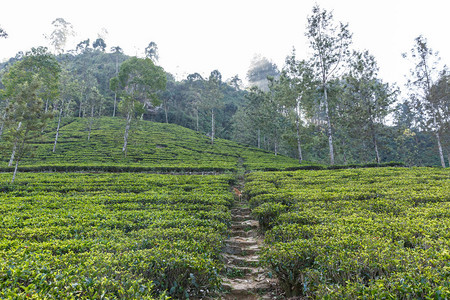 绿草和树木覆盖的茶叶种植场道路景象srilankanuwara图片