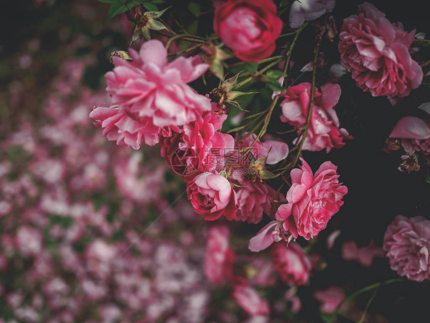 Georgia花园中美丽的粉色玫瑰花图片
