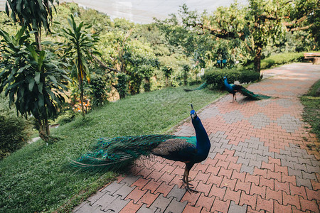 吉隆坡绿色公园道路上的美丽孔雀图片