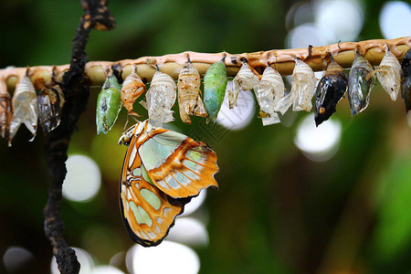 树上美丽的蝴蝶野生命概念昆图片