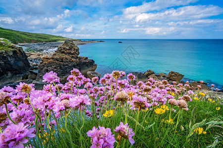 英国康沃尔圣艾夫斯美丽海岸上的粉红色海花高清图片