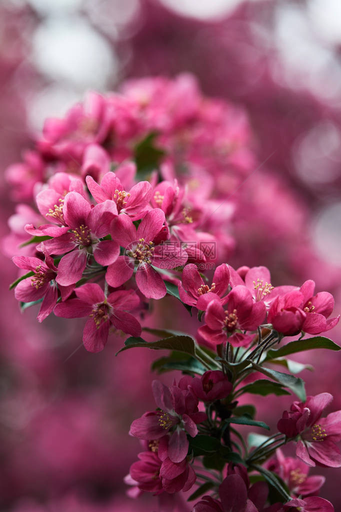 近距离拍摄的美丽粉红樱桃花在自然图片