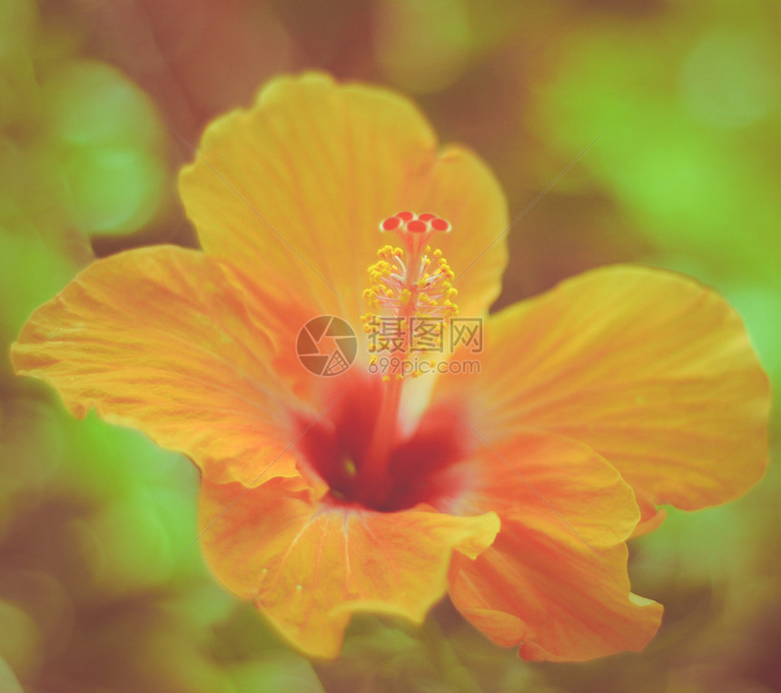 夏威夷Hibiscus鲜花图片