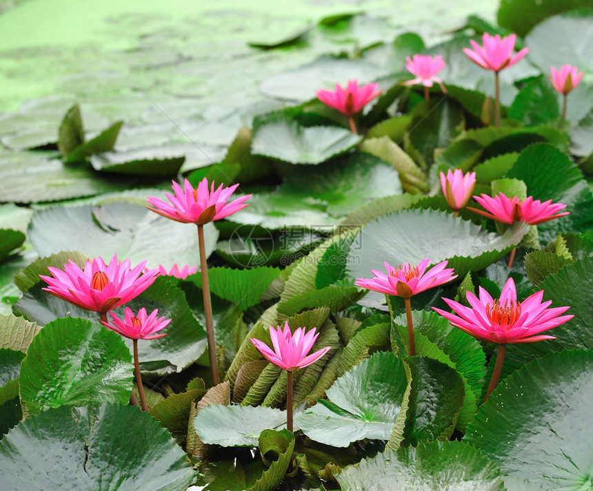 夏天盛开的粉红色莲花图片