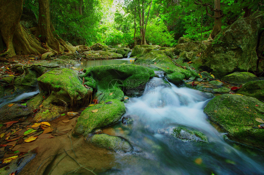 深森林自然绿色背景的瀑布和图片