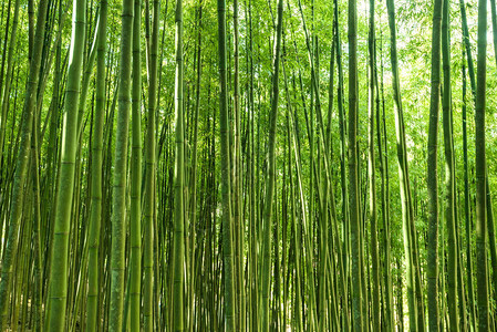 亚洲的竹木森林美丽图片