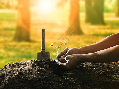 人工种植树种在脏土上对抗美丽阳光在人工林中用于人类活动和未图片